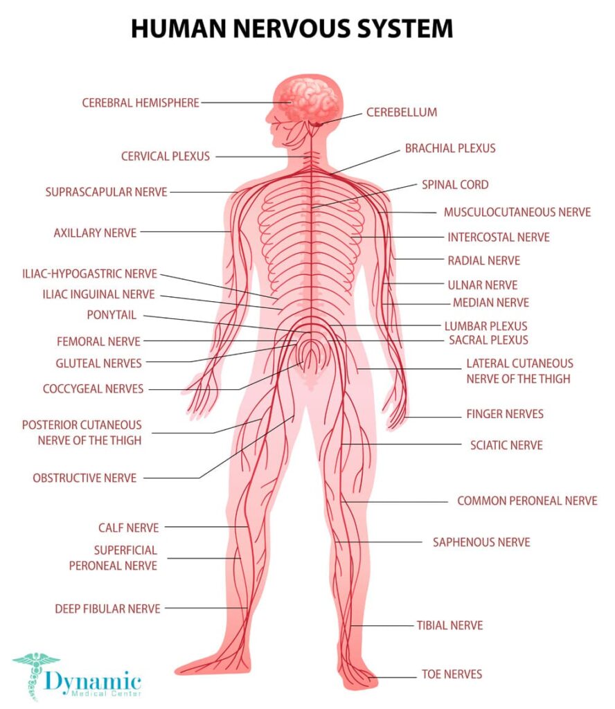 Nerve damage is a type of injury that can be caused by a traumatic event, such as an auto accident or an underlying medical condition. It can affect any of the nerves in the body, but it mostly affects the peripheral nervous system. Symptoms may include pain, numbness, tingling, and muscle weakness.